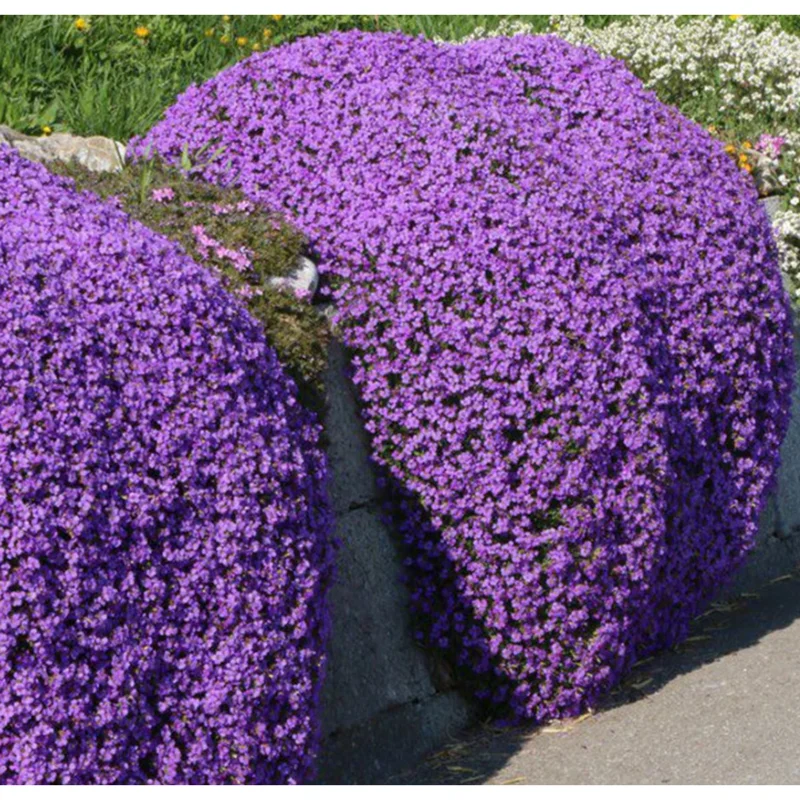 4000 Creeping Thyme Seeds - Groundcover Plant Seeds 4000 Creeping Thyme Seeds - Groundcover Plant Seeds - Image 1