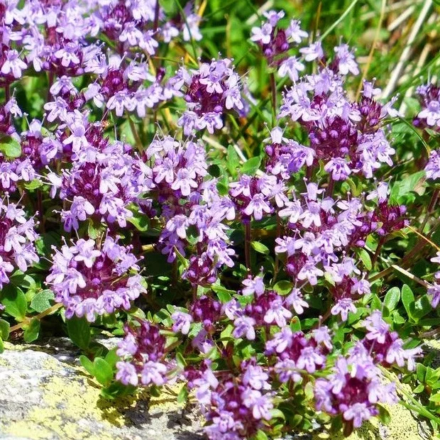 4000 Creeping Thyme Seeds - Groundcover Plant Seeds 4000 Creeping Thyme Seeds - Groundcover Plant Seeds - Image 4