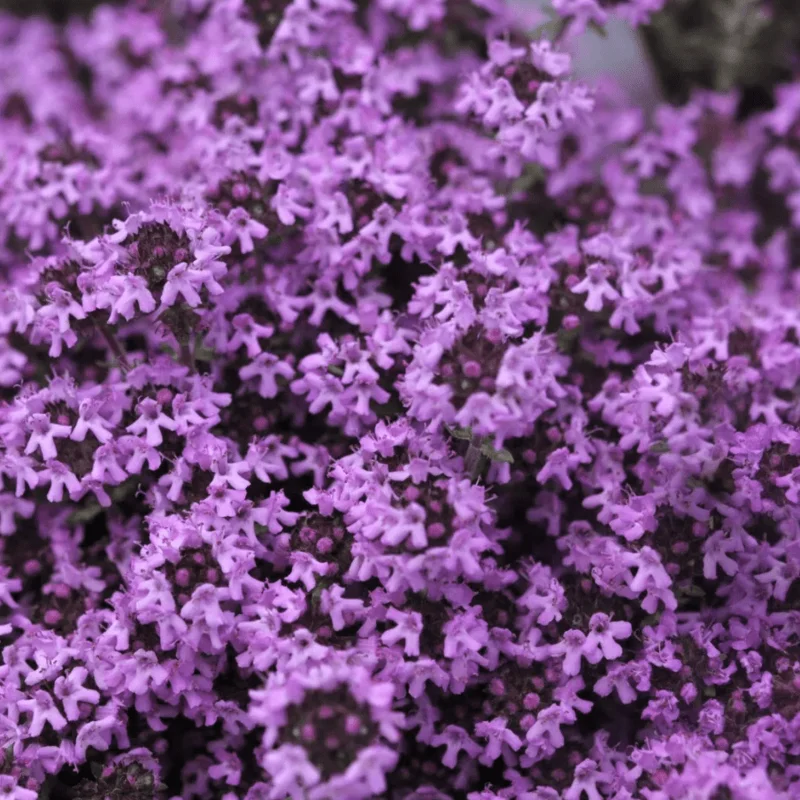 4000 Creeping Thyme Seeds - Groundcover Plant Seeds 4000 Creeping Thyme Seeds - Groundcover Plant Seeds - Image 5