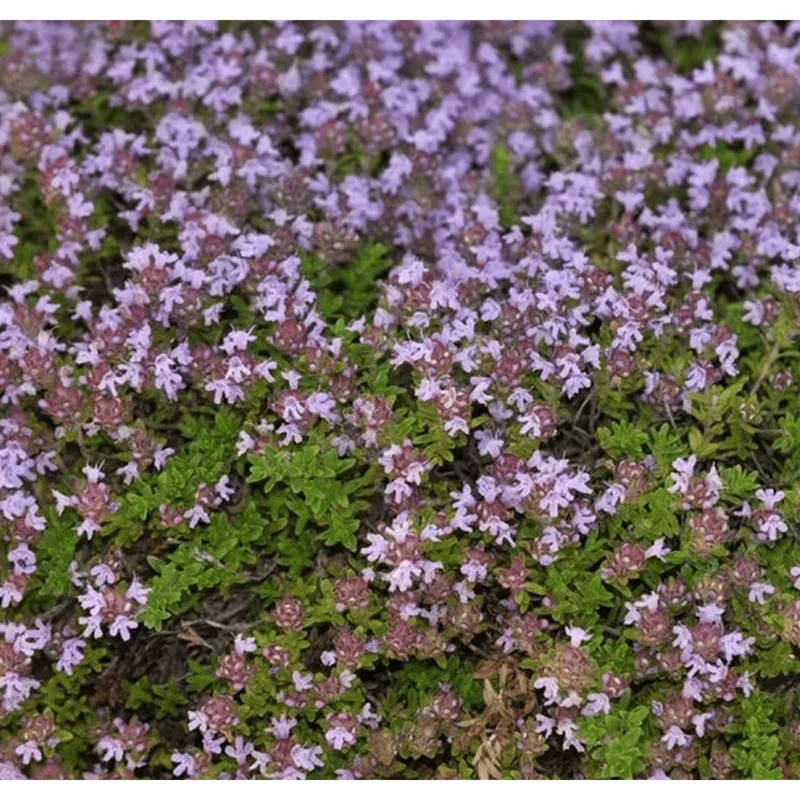 4000 Creeping Thyme Seeds - Groundcover Plant Seeds 4000 Creeping Thyme Seeds - Groundcover Plant Seeds - Image 6