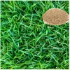 40,000 Zoysia Emerald Grass Seeds – Lush Lawn & Ornamental Grass – Full Sun - Image 1