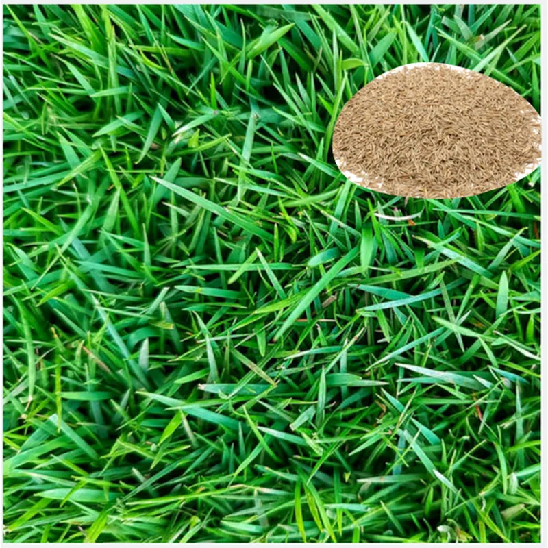 40,000 Zoysia Emerald Grass Seeds – Lush Lawn & Ornamental Grass – Full Sun - Image 1