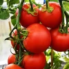 42-Day Tomato Seeds - Fastest Ripening Heirloom Vegetable Seeds - 25+ Premium Seeds for Outdoor Planting - Image 1