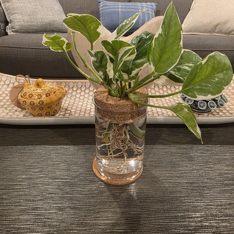 4in Hydroponic Propagation Vase - Clear Round Plastic Terrarium with Cork Lid & Coaster - Desktop Planter for Cuttings - Image 2