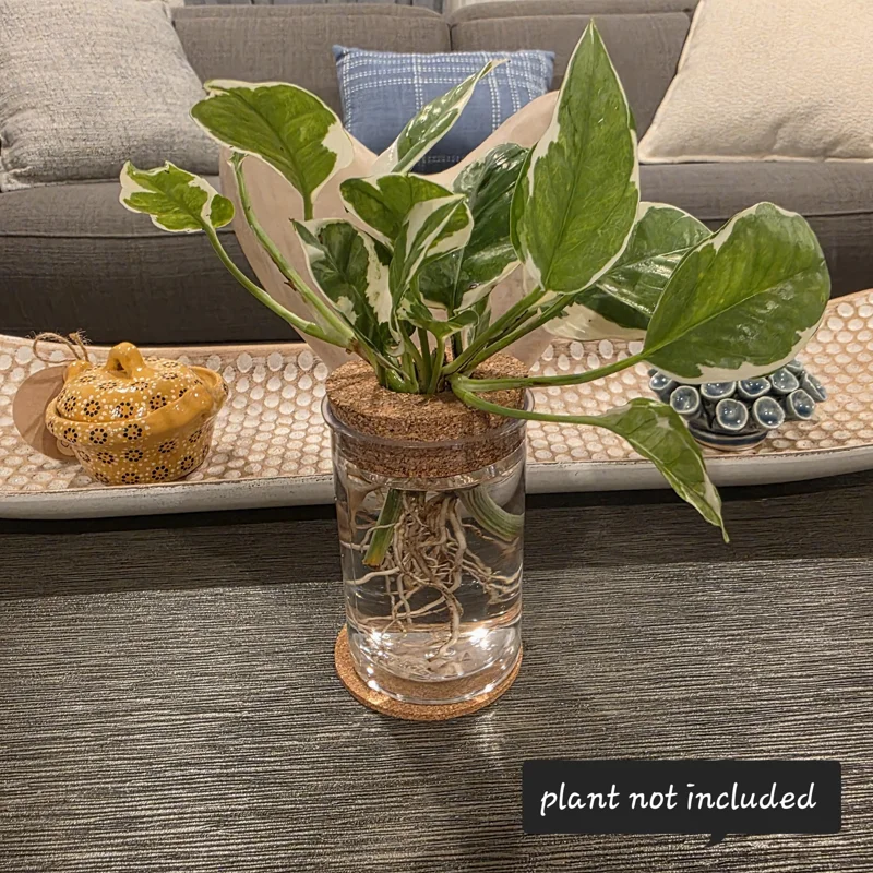 4in Hydroponic Propagation Vase - Clear Round Plastic Terrarium with Cork Lid & Coaster - Desktop Planter for Cuttings - Image 1