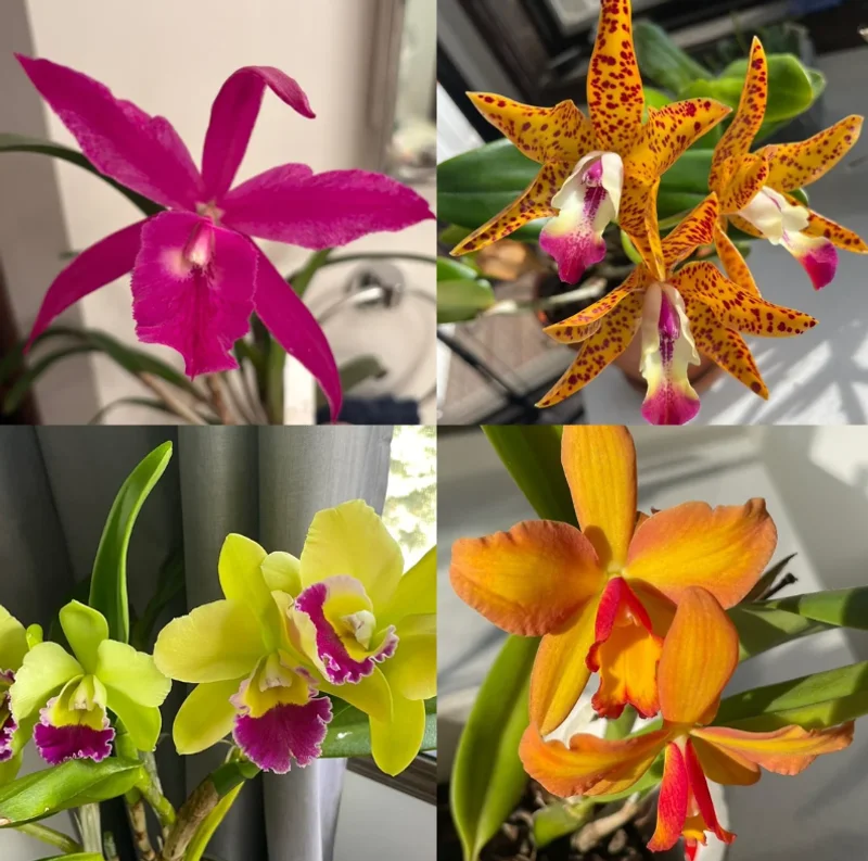 5 Assorted Orchid Live Plants – Mixed Varieties for Indoor Growing 5 Assorted Orchid Live Plants – Mixed Varieties for Indoor Growing - Image 4