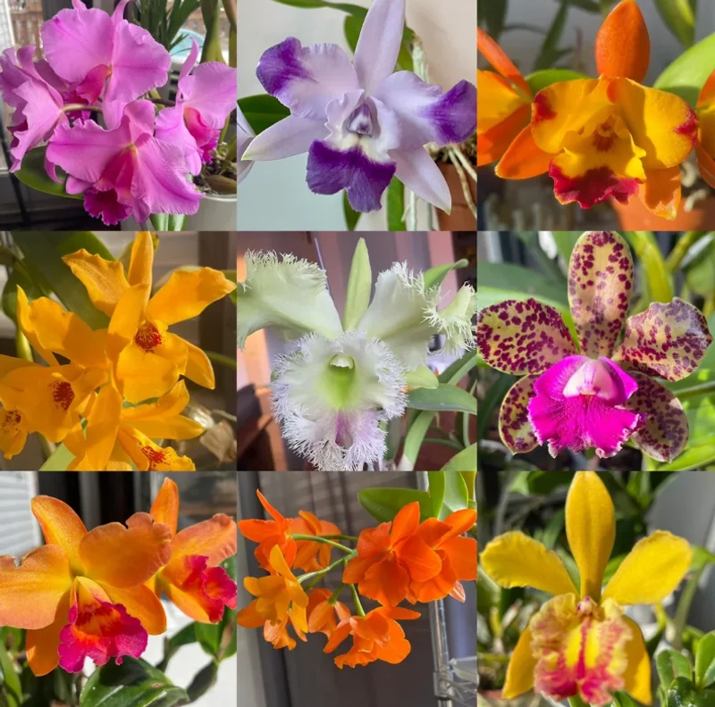5 Assorted Orchid Live Plants – Mixed Varieties for Indoor Growing 5 Assorted Orchid Live Plants – Mixed Varieties for Indoor Growing - Image 7