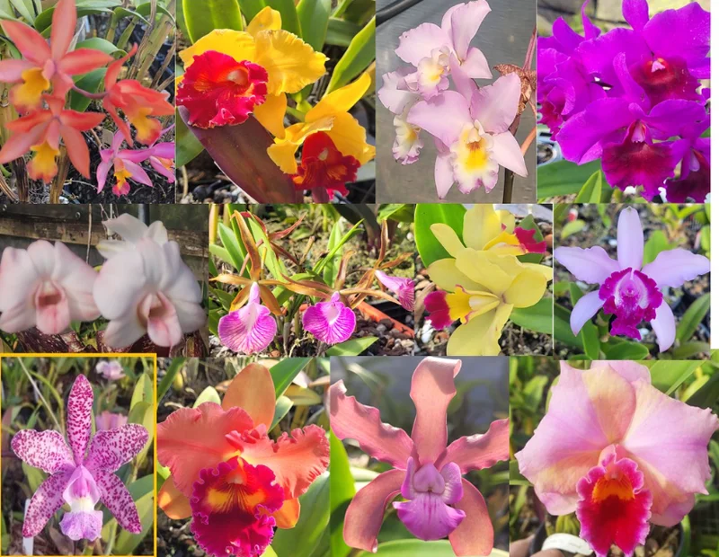 5 Assorted Orchid Live Plants – Mixed Varieties for Indoor Growing 5 Assorted Orchid Live Plants – Mixed Varieties for Indoor Growing - Image 1