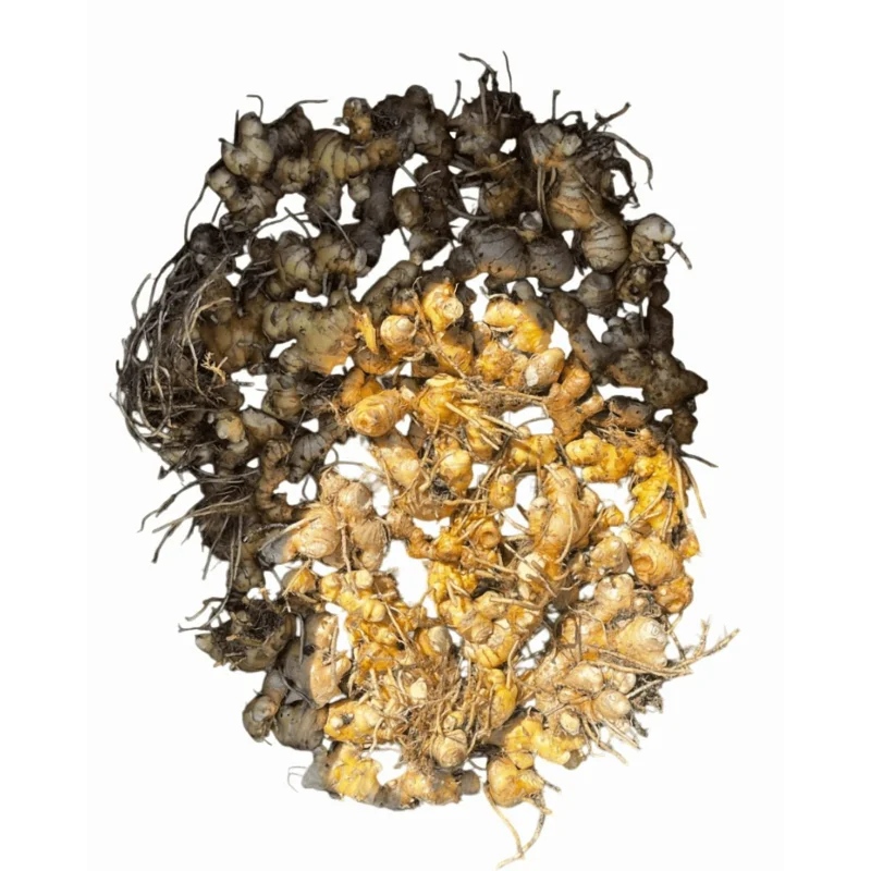 5 Awapuhi Shampoo Ginger Rhizomes - Pinecone Red Ginger Lily Bulbs, Grow Indoor/Outdoor - Image 2