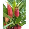 5 Awapuhi Shampoo Ginger Rhizomes - Pinecone Red Ginger Lily Bulbs, Grow Indoor/Outdoor - Image 1