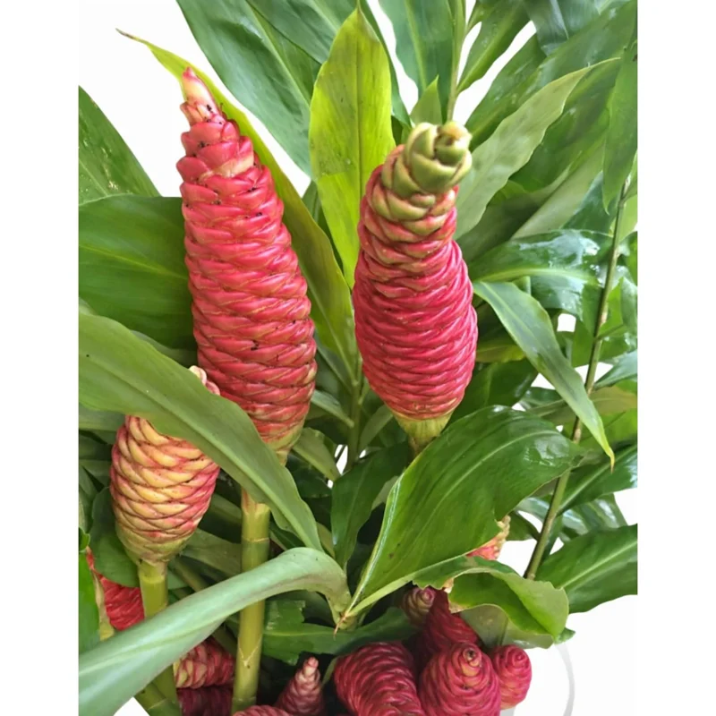5 Awapuhi Shampoo Ginger Rhizomes - Pinecone Red Ginger Lily Bulbs, Grow Indoor/Outdoor - Image 1