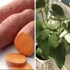 5 Beauregard Sweet Potato Live Plants - Organic Slips for Growing Vegetables 5 Beauregard Sweet Potato Live Plants - Organic Slips for Growing Vegetables - Image 1