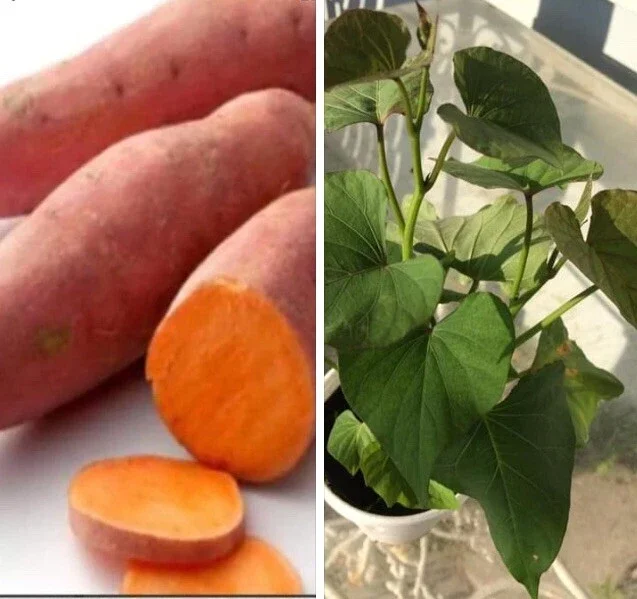 5 Beauregard Sweet Potato Plants - Organic Live Slips for High Yield Harvest - Image 1