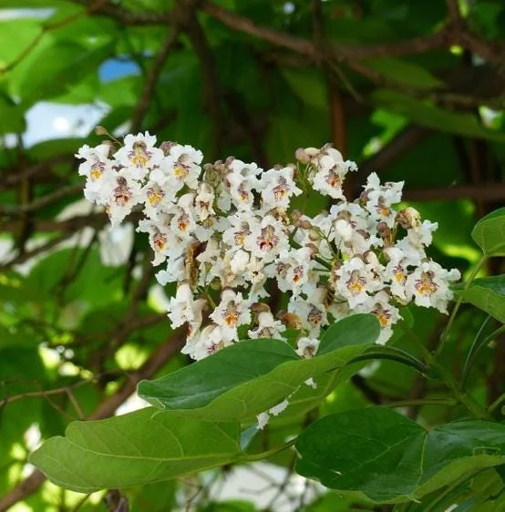 5 Catalpa Tree Bare Roots - 1-2ft Seedlings for Planting, Deciduous Outdoor 5 Catalpa Tree Bare Roots - 1-2ft Seedlings for Planting, Deciduous Outdoor - Image 2