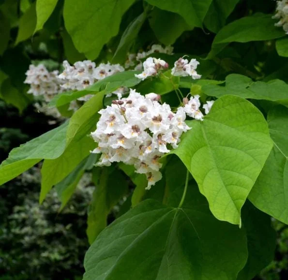 5 Catalpa Tree Bare Roots - 1-2ft Seedlings for Planting, Deciduous Outdoor 5 Catalpa Tree Bare Roots - 1-2ft Seedlings for Planting, Deciduous Outdoor - Image 3