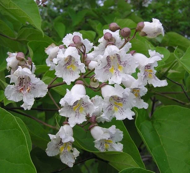 5 Catalpa Tree Bare Roots - 1-2ft Seedlings for Planting, Deciduous Outdoor 5 Catalpa Tree Bare Roots - 1-2ft Seedlings for Planting, Deciduous Outdoor - Image 4