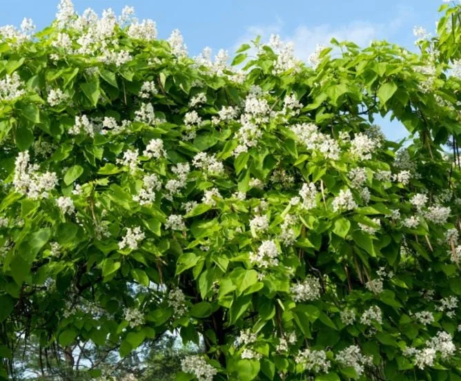 5 Catalpa Tree Bare Roots - 1-2ft Seedlings for Planting, Deciduous Outdoor 5 Catalpa Tree Bare Roots - 1-2ft Seedlings for Planting, Deciduous Outdoor - Image 5