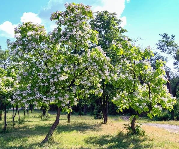 5 Catalpa Tree Bare Roots - 1-2ft Seedlings for Planting, Deciduous Outdoor 5 Catalpa Tree Bare Roots - 1-2ft Seedlings for Planting, Deciduous Outdoor - Image 7