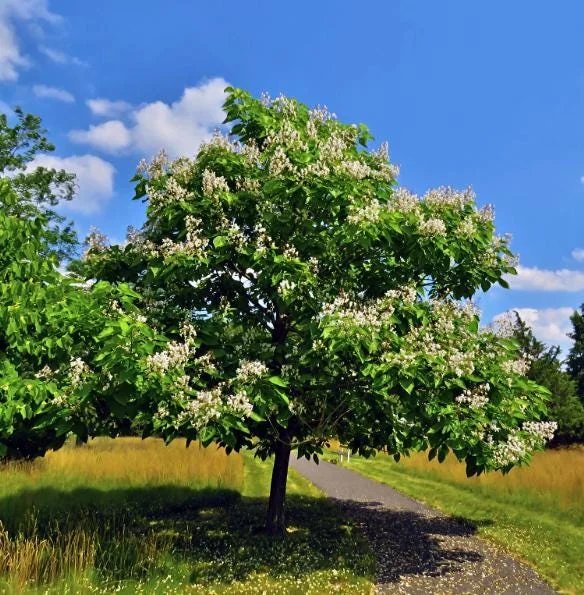 5 Catalpa Tree Bare Roots - 1-2ft Seedlings for Planting, Deciduous Outdoor 5 Catalpa Tree Bare Roots - 1-2ft Seedlings for Planting, Deciduous Outdoor - Image 8