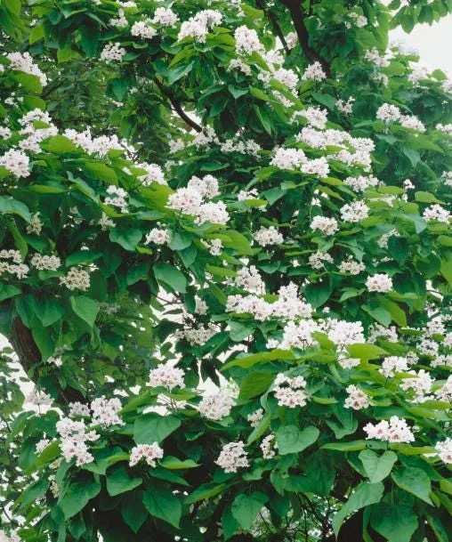 5 Catalpa Tree Bare Roots - 1-2ft Seedlings for Planting, Deciduous Outdoor 5 Catalpa Tree Bare Roots - 1-2ft Seedlings for Planting, Deciduous Outdoor - Image 9