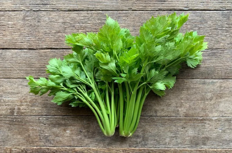 5 Chinese Celery Live Plants – 8 Inch Tall Seedlings in 4 Inch Pot – Fast Growing Herb for Indoor/Outdoor Garden 5 Chinese Celery Live Plants – 8 Inch Tall Seedlings in 4 Inch Pot – Fast Growing Herb for Indoor/Outdoor Garden - Image 10