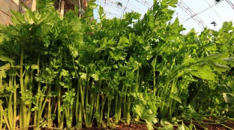 5 Chinese Celery Live Plants – 8 Inch Tall Seedlings in 4 Inch Pot – Fast Growing Herb for Indoor/Outdoor Garden 5 Chinese Celery Live Plants – 8 Inch Tall Seedlings in 4 Inch Pot – Fast Growing Herb for Indoor/Outdoor Garden - Image 2