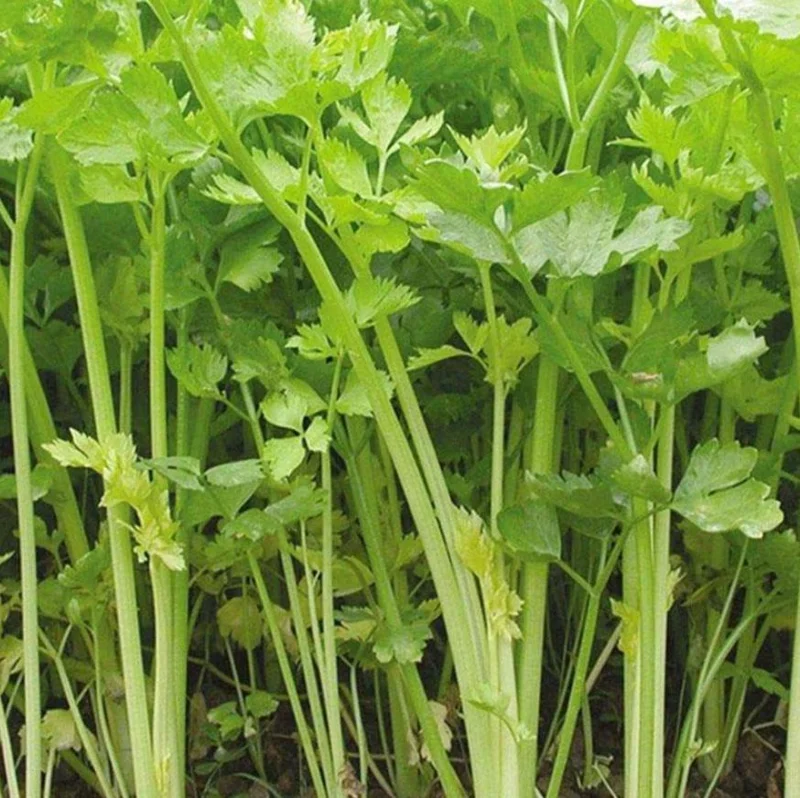 5 Chinese Celery Live Plants – 8 Inch Tall Seedlings in 4 Inch Pot – Fast Growing Herb for Indoor/Outdoor Garden 5 Chinese Celery Live Plants – 8 Inch Tall Seedlings in 4 Inch Pot – Fast Growing Herb for Indoor/Outdoor Garden - Image 3