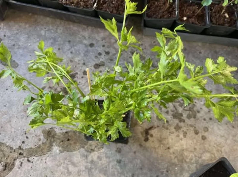 5 Chinese Celery Live Plants – 8 Inch Tall Seedlings in 4 Inch Pot – Fast Growing Herb for Indoor/Outdoor Garden 5 Chinese Celery Live Plants – 8 Inch Tall Seedlings in 4 Inch Pot – Fast Growing Herb for Indoor/Outdoor Garden - Image 4