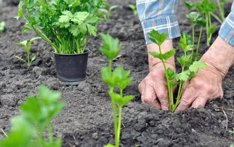 5 Chinese Celery Live Plants – 8 Inch Tall Seedlings in 4 Inch Pot – Fast Growing Herb for Indoor/Outdoor Garden 5 Chinese Celery Live Plants – 8 Inch Tall Seedlings in 4 Inch Pot – Fast Growing Herb for Indoor/Outdoor Garden - Image 6