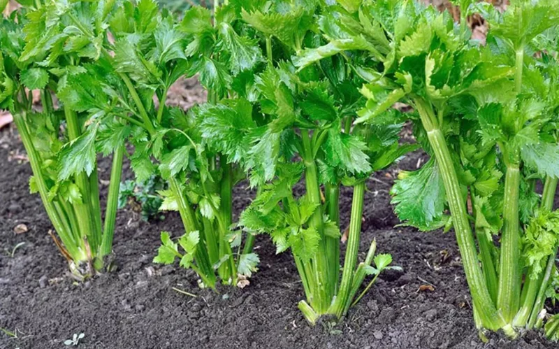 5 Chinese Celery Live Plants – 8 Inch Tall Seedlings in 4 Inch Pot – Fast Growing Herb for Indoor/Outdoor Garden 5 Chinese Celery Live Plants – 8 Inch Tall Seedlings in 4 Inch Pot – Fast Growing Herb for Indoor/Outdoor Garden - Image 7