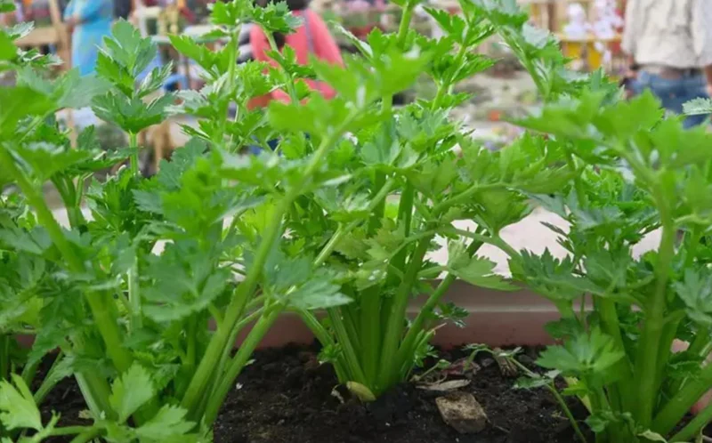 5 Chinese Celery Live Plants – 8 Inch Tall Seedlings in 4 Inch Pot – Fast Growing Herb for Indoor/Outdoor Garden 5 Chinese Celery Live Plants – 8 Inch Tall Seedlings in 4 Inch Pot – Fast Growing Herb for Indoor/Outdoor Garden - Image 8