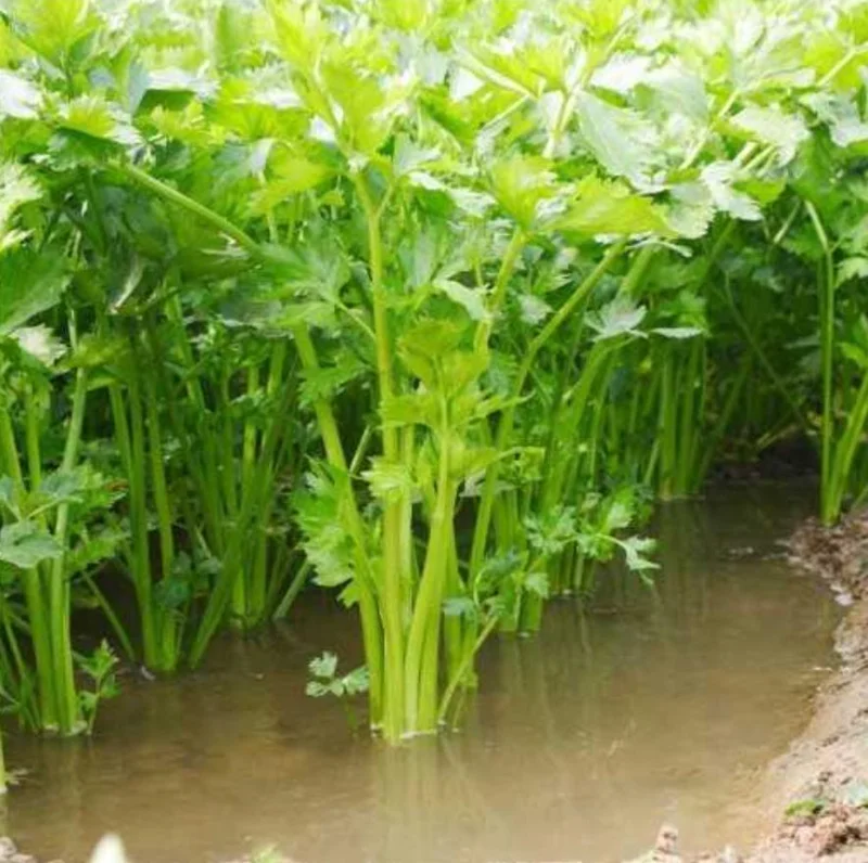 5 Chinese Celery Live Plants – 8 Inch Tall Seedlings in 4 Inch Pot – Fast Growing Herb for Indoor/Outdoor Garden 5 Chinese Celery Live Plants – 8 Inch Tall Seedlings in 4 Inch Pot – Fast Growing Herb for Indoor/Outdoor Garden - Image 9