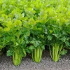 5 Chinese Celery Live Plants – 8 Inch Tall Seedlings in 4 Inch Pot – Fast Growing Herb for Indoor/Outdoor Garden 5 Chinese Celery Live Plants – 8 Inch Tall Seedlings in 4 Inch Pot – Fast Growing Herb for Indoor/Outdoor Garden - Image 1