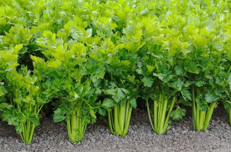 5 Chinese Celery Live Plants – 8 Inch Tall Seedlings in 4 Inch Pot – Fast Growing Herb for Indoor/Outdoor Garden 5 Chinese Celery Live Plants – 8 Inch Tall Seedlings in 4 Inch Pot – Fast Growing Herb for Indoor/Outdoor Garden - Image 1