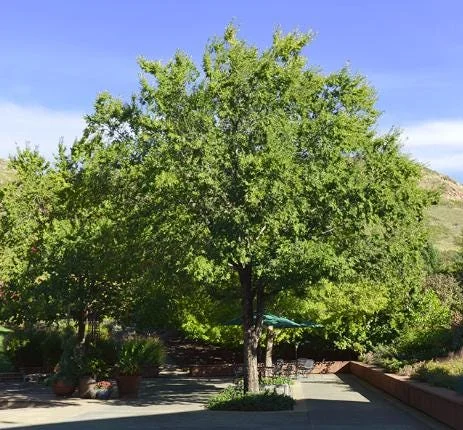 5 Chinese Elm Tree Bare Root Seedlings - 1-2ft Tall, Dormant, Outdoor 5 Chinese Elm Tree Bare Root Seedlings - 1-2ft Tall, Dormant, Outdoor - Image 2