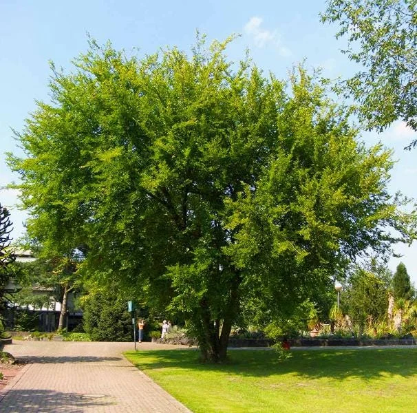 5 Chinese Elm Tree Bare Root Seedlings - 1-2ft Tall, Dormant, Outdoor 5 Chinese Elm Tree Bare Root Seedlings - 1-2ft Tall, Dormant, Outdoor - Image 3