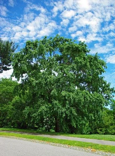 5 Chinese Elm Tree Bare Root Seedlings - 1-2ft Tall, Dormant, Outdoor 5 Chinese Elm Tree Bare Root Seedlings - 1-2ft Tall, Dormant, Outdoor - Image 4