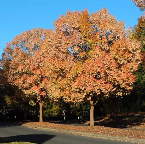 5 Chinese Elm Tree Bare Root Seedlings - 1-2ft Tall, Dormant, Outdoor 5 Chinese Elm Tree Bare Root Seedlings - 1-2ft Tall, Dormant, Outdoor - Image 5