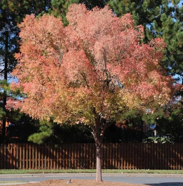 5 Chinese Elm Tree Bare Root Seedlings - 1-2ft Tall, Dormant, Outdoor 5 Chinese Elm Tree Bare Root Seedlings - 1-2ft Tall, Dormant, Outdoor - Image 1