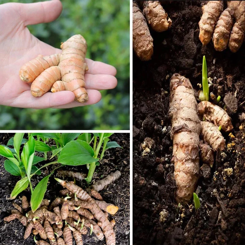 5 Fresh Turmeric Root Plants – Curcuma longa Live Rhizomes for Planting 5 Fresh Turmeric Root Plants – Curcuma longa Live Rhizomes for Planting - Image 1