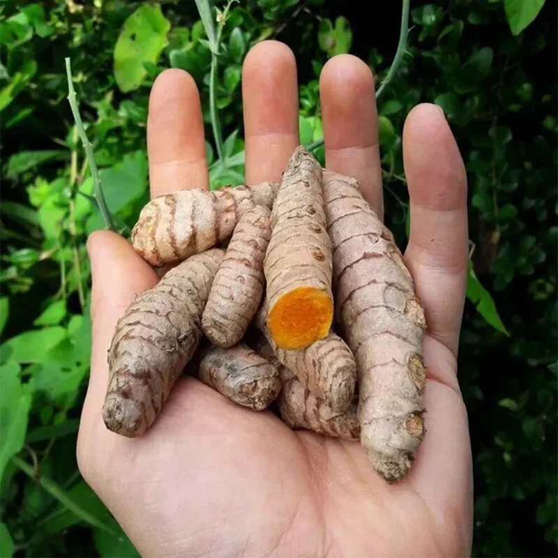 5 Fresh Turmeric Root Plants – Curcuma longa Live Rhizomes for Planting 5 Fresh Turmeric Root Plants – Curcuma longa Live Rhizomes for Planting - Image 2