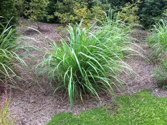 5 Live Lemongrass Stalks Plugs - Cymbopogon Sereh Healthy Herb Plant 5 Live Lemongrass Stalks Plugs - Cymbopogon Sereh Healthy Herb Plant - Image 2