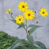 5 Live Sunchoke Tubers - Hardy Root Vegetable for Planting & Eating 5 Live Sunchoke Tubers - Hardy Root Vegetable for Planting & Eating - Image 1