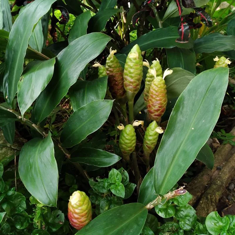 5 Pack Hawaiian Awapuhi Shampoo Ginger Rhizomes - Zingiber Zerumbet Tubers 5 Pack Hawaiian Awapuhi Shampoo Ginger Rhizomes - Zingiber Zerumbet Tubers - Image 6