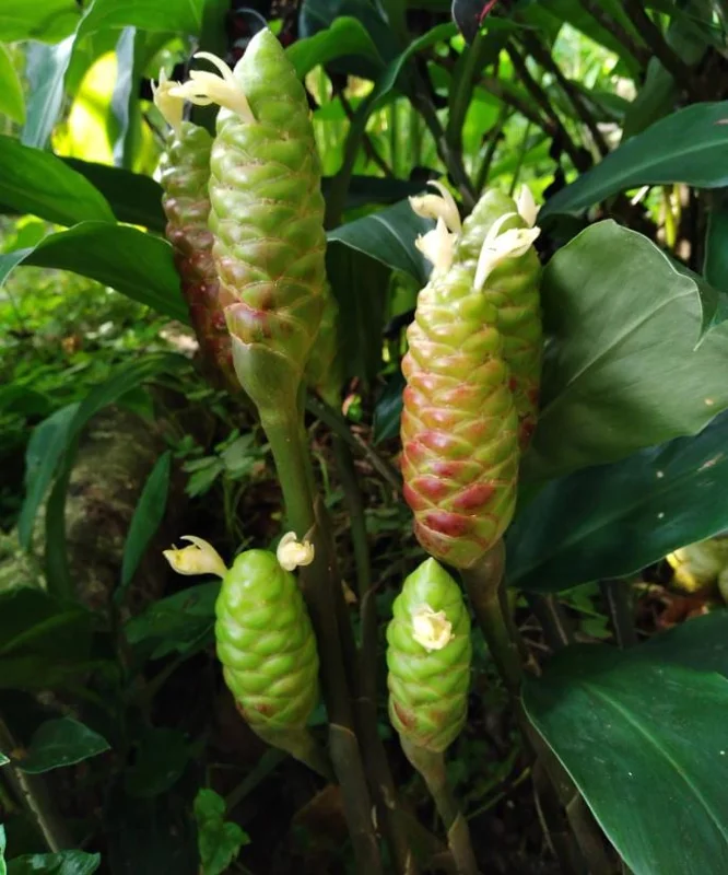 5 Pack Hawaiian Awapuhi Shampoo Ginger Rhizomes - Zingiber Zerumbet Tubers 5 Pack Hawaiian Awapuhi Shampoo Ginger Rhizomes - Zingiber Zerumbet Tubers - Image 7