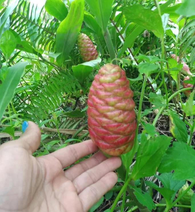 5 Pack Hawaiian Awapuhi Shampoo Ginger Rhizomes - Zingiber Zerumbet Tubers 5 Pack Hawaiian Awapuhi Shampoo Ginger Rhizomes - Zingiber Zerumbet Tubers - Image 8