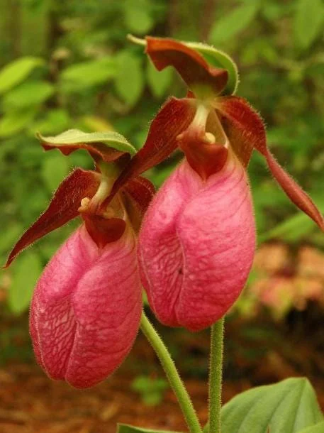 5 Pink Lady's Slipper Bulbs for Planting - Cypripedium Acaule Bare Roots for Garden 5 Pink Lady's Slipper Bulbs for Planting - Cypripedium Acaule Bare Roots for Garden - Image 2