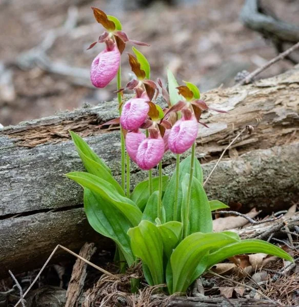 5 Pink Lady's Slipper Bulbs for Planting - Cypripedium Acaule Bare Roots for Garden 5 Pink Lady's Slipper Bulbs for Planting - Cypripedium Acaule Bare Roots for Garden - Image 3