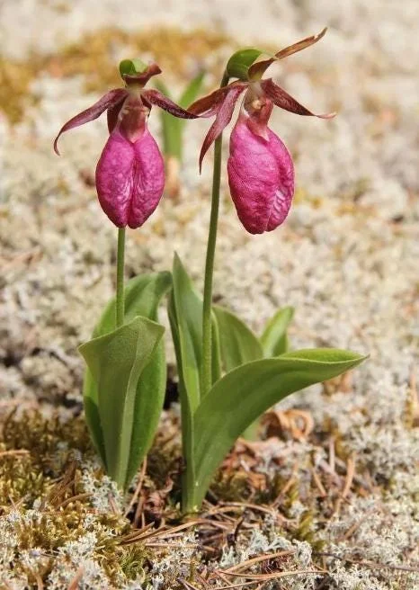 5 Pink Lady's Slipper Bulbs for Planting - Cypripedium Acaule Bare Roots for Garden 5 Pink Lady's Slipper Bulbs for Planting - Cypripedium Acaule Bare Roots for Garden - Image 4