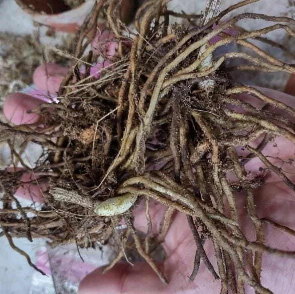 5 Pink Lady's Slipper Bulbs for Planting - Cypripedium Acaule Bare Roots for Garden 5 Pink Lady's Slipper Bulbs for Planting - Cypripedium Acaule Bare Roots for Garden - Image 5